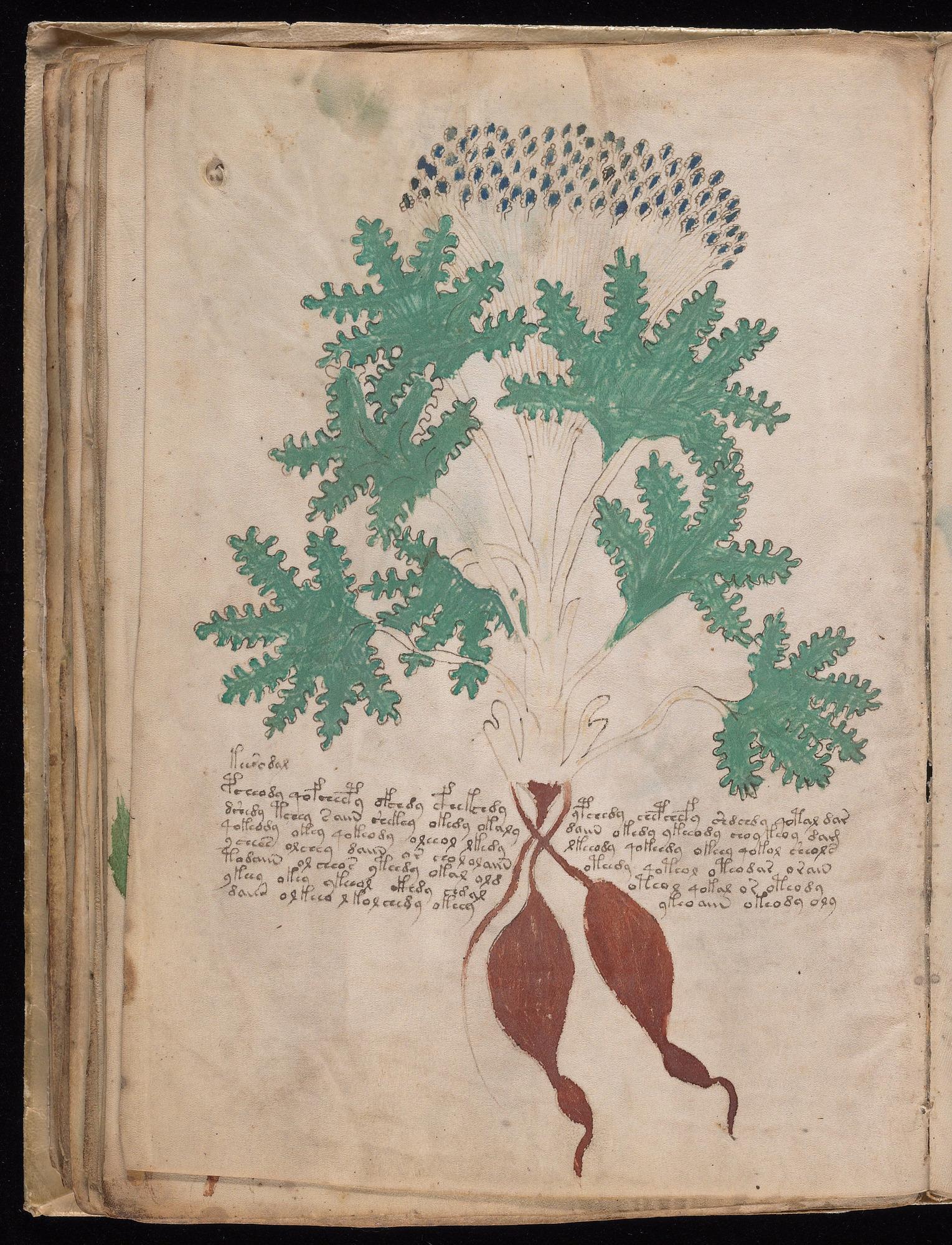 Voynich Manuscript folio f41v — Beinecke MS 408
